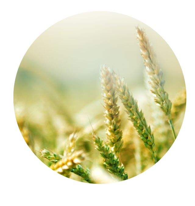 讲解！关于小满的人生哲理“纯一不杂”