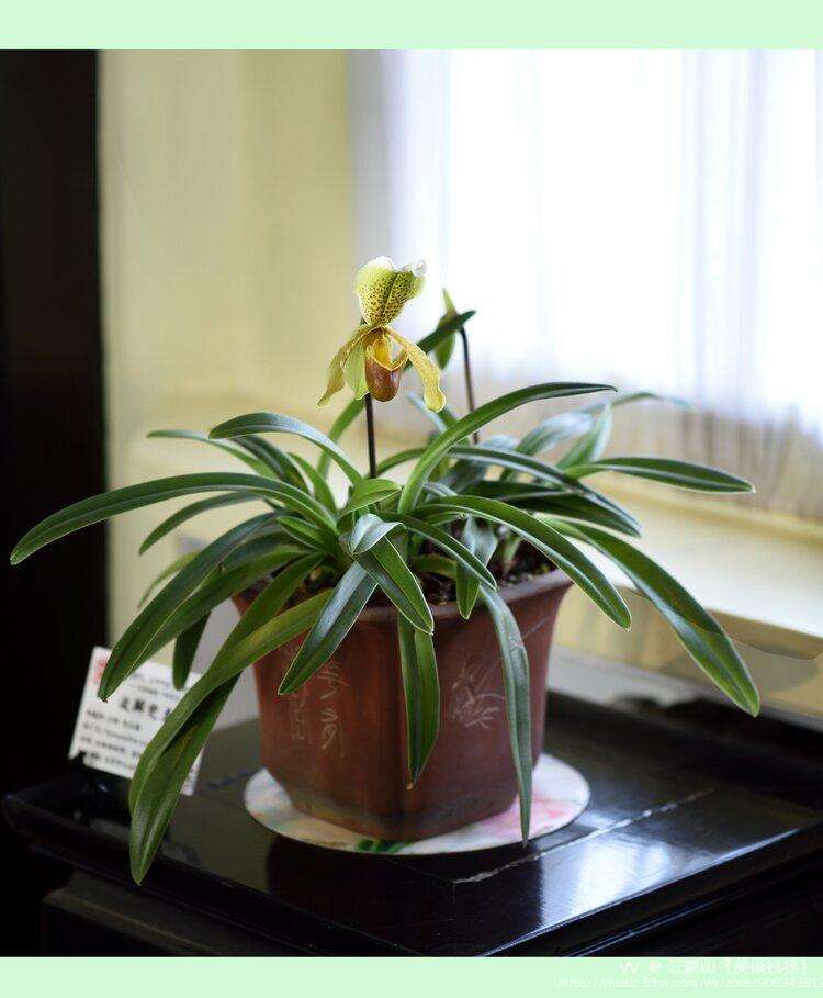 分析！明成祖是谁“空谷幽兰”