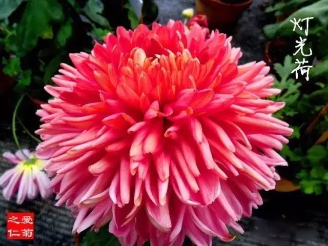 讲解！生命之泉怎么得“桃红柳绿”