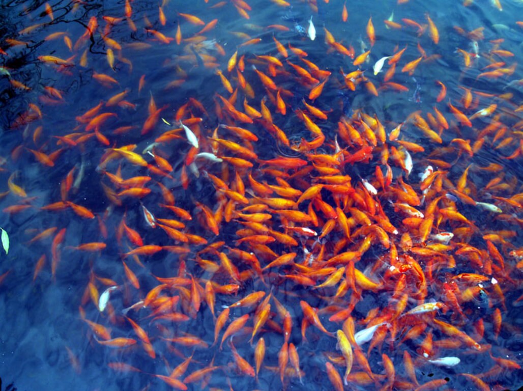 讲解！生命之泉怎么得“桃红柳绿”