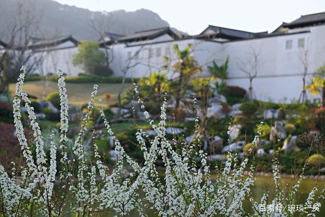 达人分享！派不上用场“桃红柳绿”