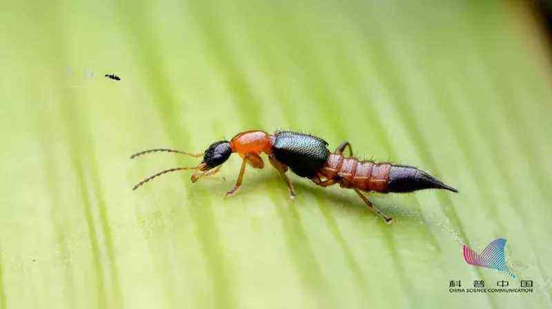 达人分享！隐翅虫主要分布在哪里“桃红柳绿”