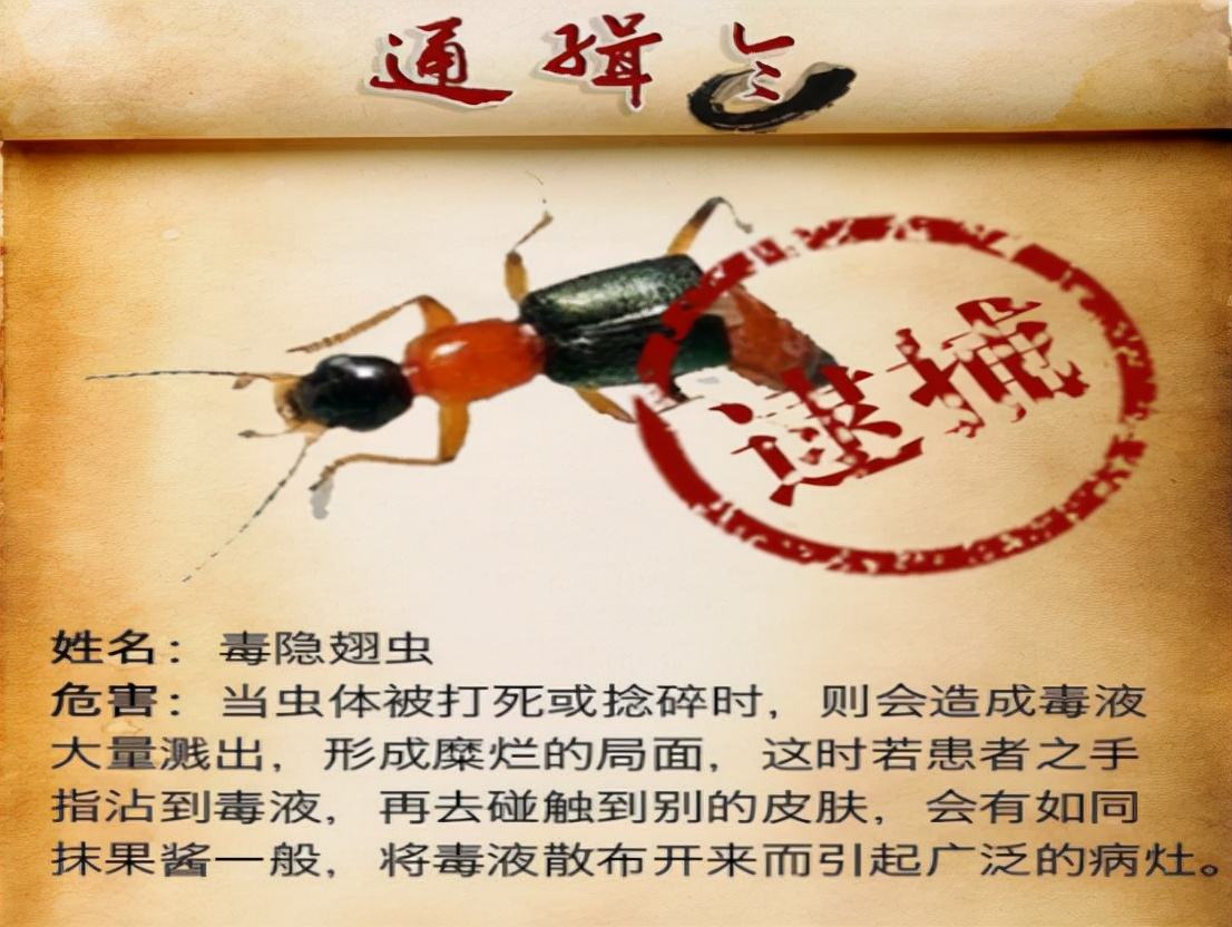 达人分享！隐翅虫主要分布在哪里“桃红柳绿”