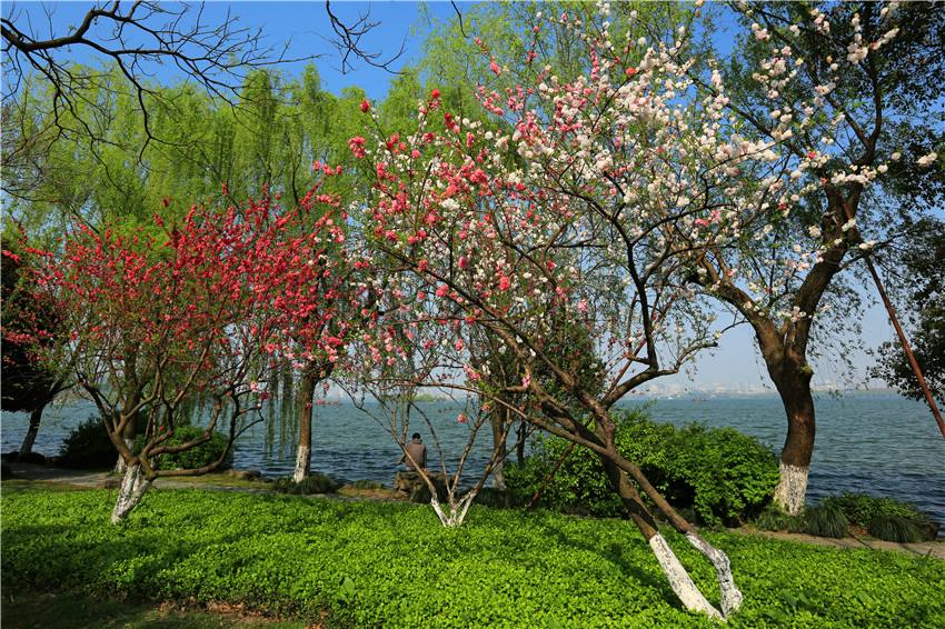 达人分享！鱼儿为什么会游“桃红柳绿”