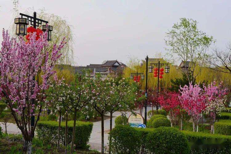 达人分享！鱼儿为什么会游“桃红柳绿”