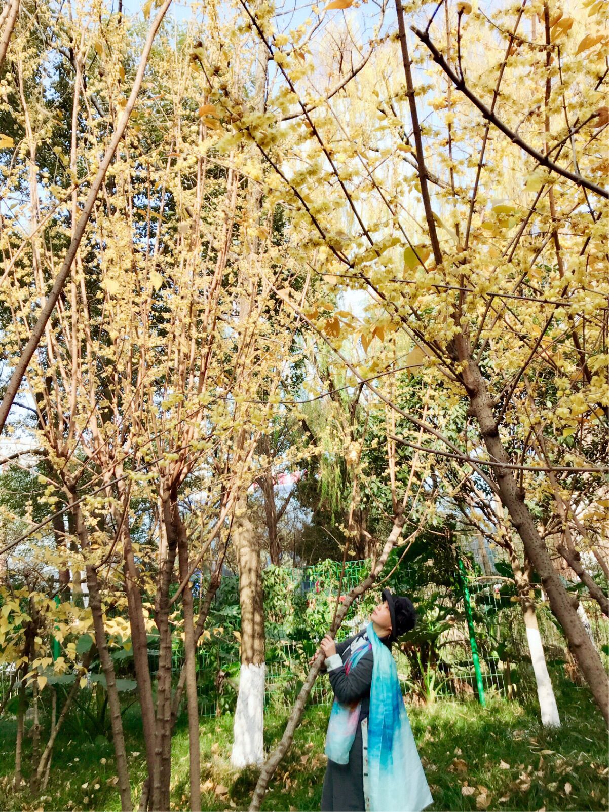 讲解！丹青是什么意思“一抹红尘”