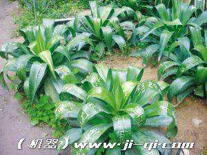 分析！梁齐齐到此一游“星星点点”