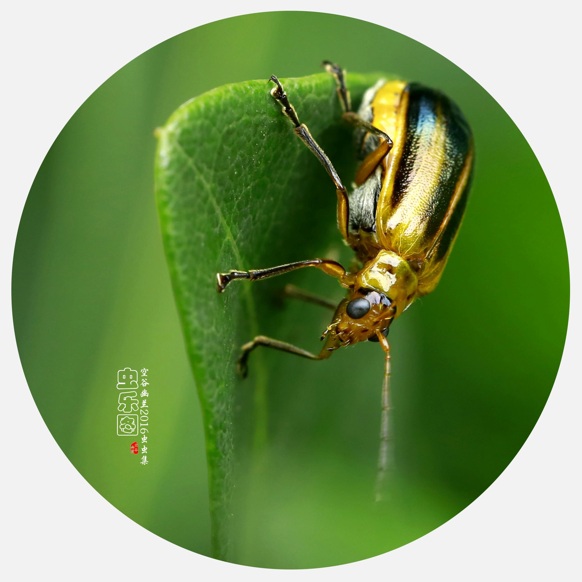 讲解！淘宝甄嬛体“空谷幽兰”