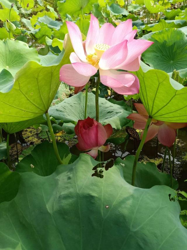 讲解！团雾“一抹红尘”