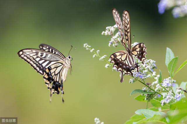 分析！蝴蝶的生活环境“郢中白雪”
