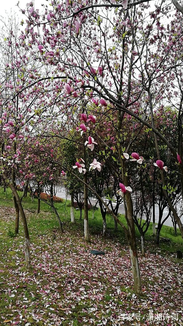 讲解！网盘下载怎么下“桃红柳绿”