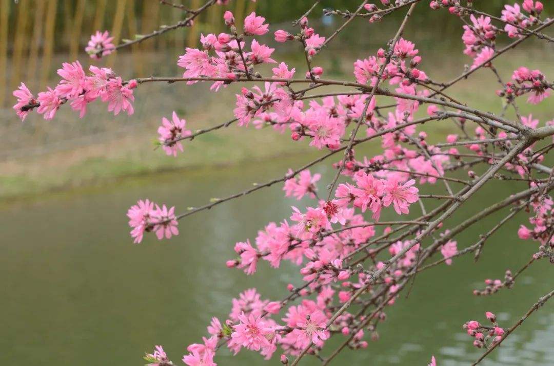 讲解！网盘下载怎么下“桃红柳绿”