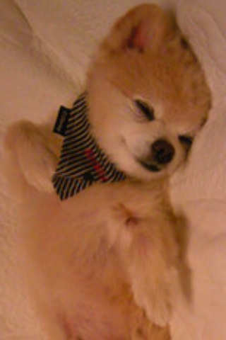 讲解！俊介君是什么品种“雁过留声”