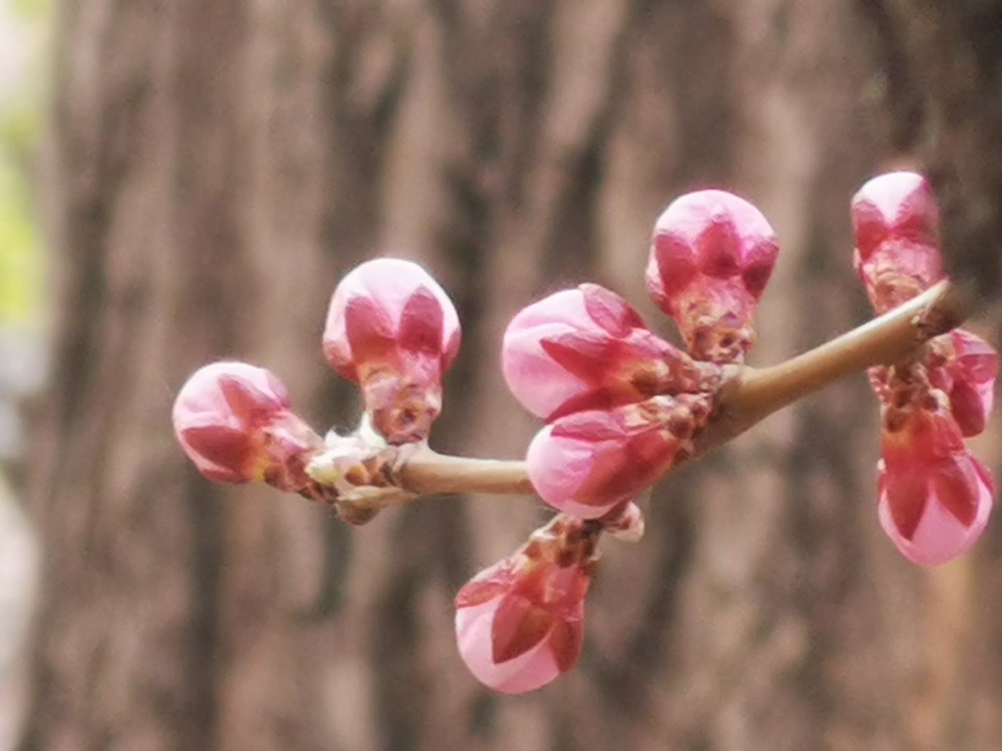 讲解！2022年春节是几月几日日“桃红柳绿”