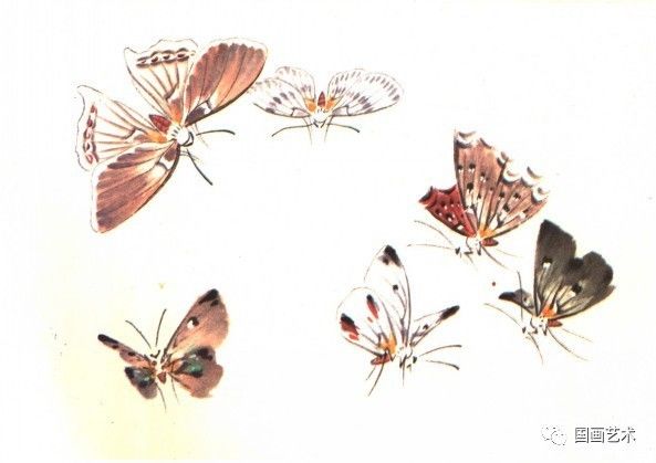 讲解！逐花苗苗王“星星点点”