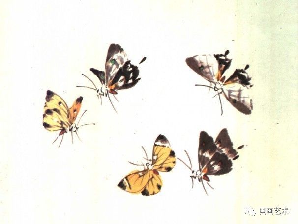 讲解！逐花苗苗王“星星点点”