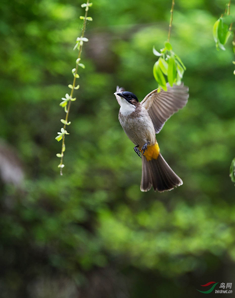 讲解！二月春风似剪刀的似是什么意思“桃红柳绿”