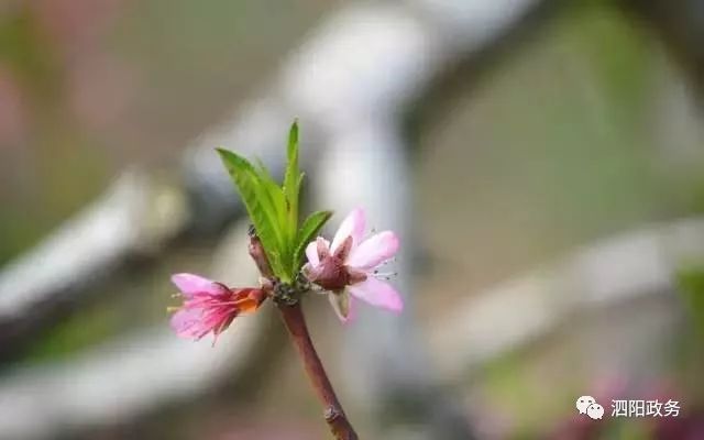 讲解！二月春风似剪刀的似是什么意思“桃红柳绿”