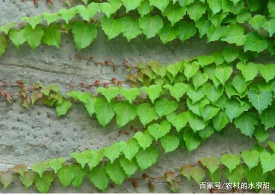 分析！吃肉的植物爬山虎“郢中白雪”