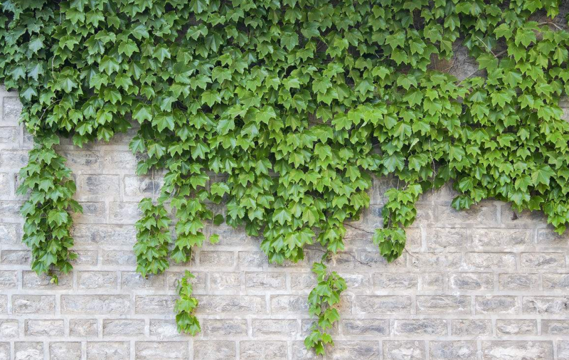 分析！吃肉的植物爬山虎“郢中白雪”