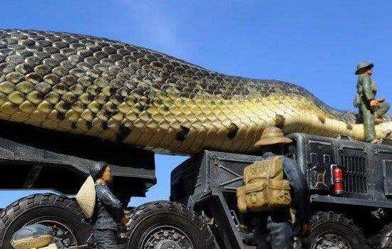 讲解！广西桂平大蛇“雁过留声”