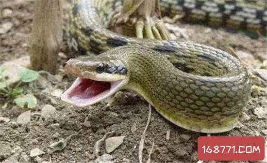 讲解！广西桂平大蛇“雁过留声”