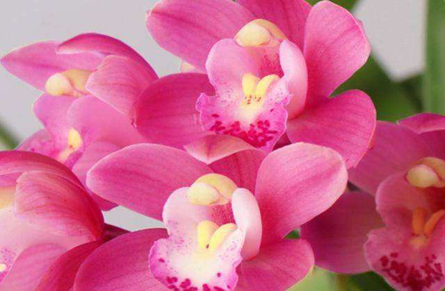 讲解！十月十日出售猜一常用词语“空谷幽兰”