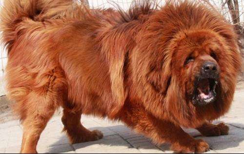 详情！狗瘟热病毒“纯一不杂”