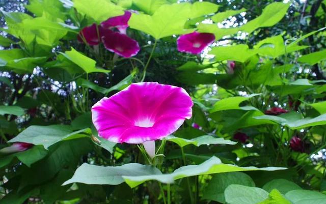 分析！怒火救援好看吗“夏花依旧”