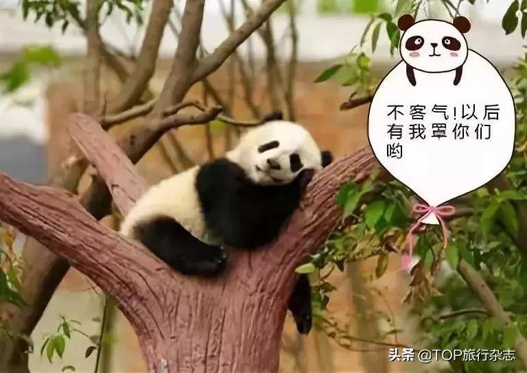达人分享！将狗染色成熊猫收费1500“星星点点”