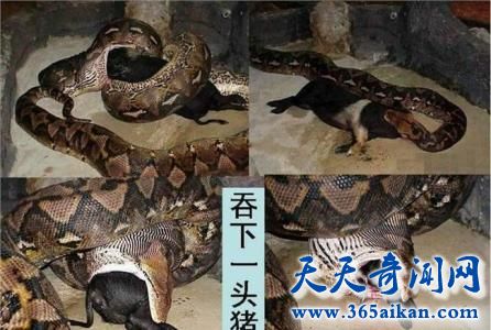 讲解！挖出大蛇“雁过留声”