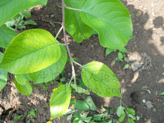 分析！缺铁吃猪肝还是苹果“夏花依旧”
