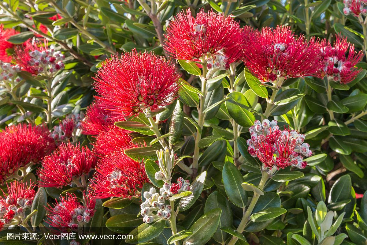 达人分享！总角所指的年龄段“桃红柳绿”