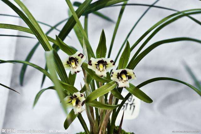 讲解！南海岛礁实际控制图“空谷幽兰”