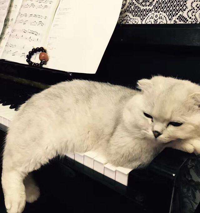 讲解！吃鲍鱼主要吃头还是足“高情逸态”