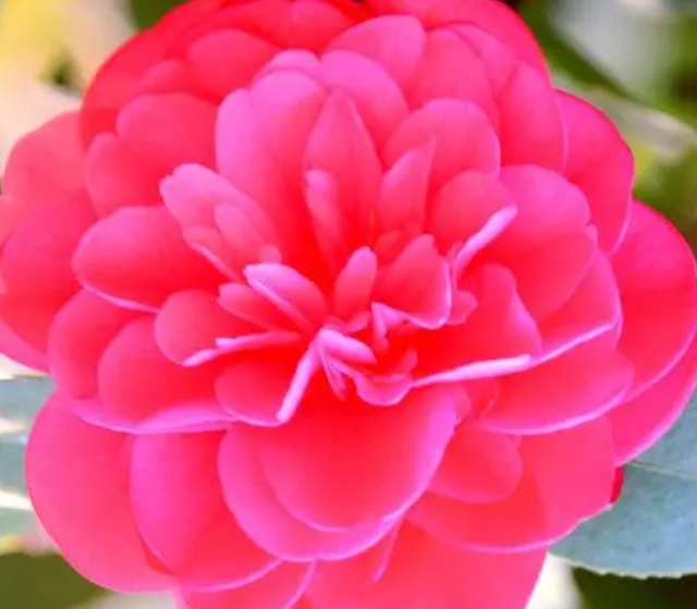 详情！幻梦唯心三部曲“高情逸态”