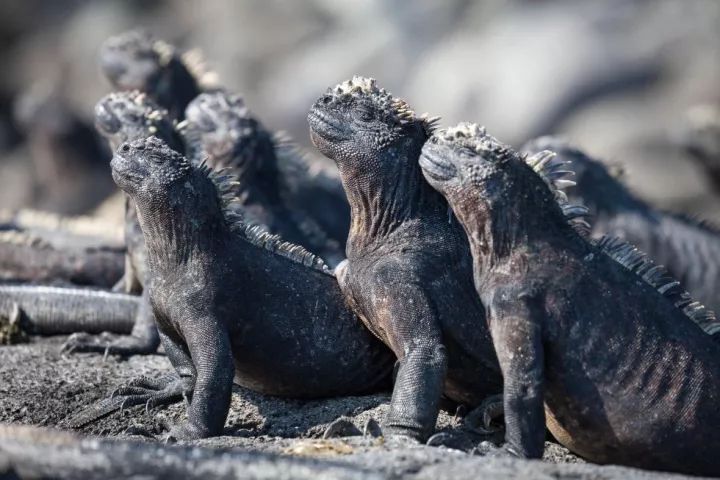 详情！幻梦唯心三部曲“高情逸态”