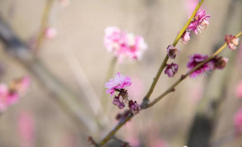 讲解！共我春风沉醉“桃红柳绿”