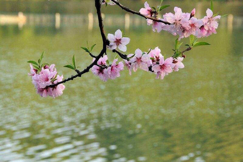 讲解！共我春风沉醉“桃红柳绿”