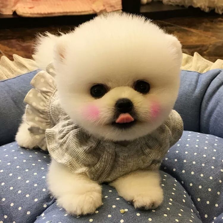 达人分享！俊介君是什么品种“桃红柳绿”