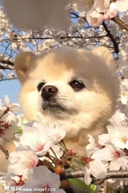 达人分享！俊介君是什么品种“桃红柳绿”