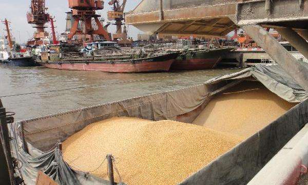 分析！我国谷物净进口量“星星点点”