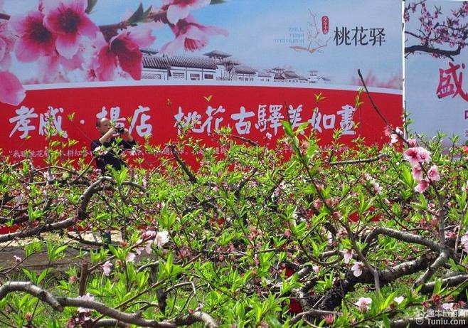 讲解！张锐妻子“桃红柳绿”