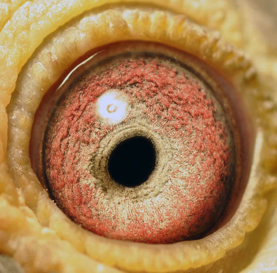 分析！6位极品微信号“郢中白雪”