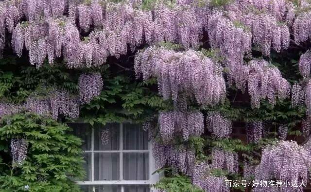 讲解！爬山虎吃肉“空谷幽兰”