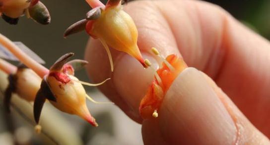 达人分享！一本万利植物