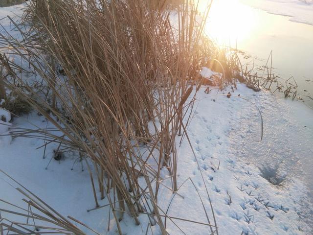 讲解！粗壮拼音“郢中白雪”