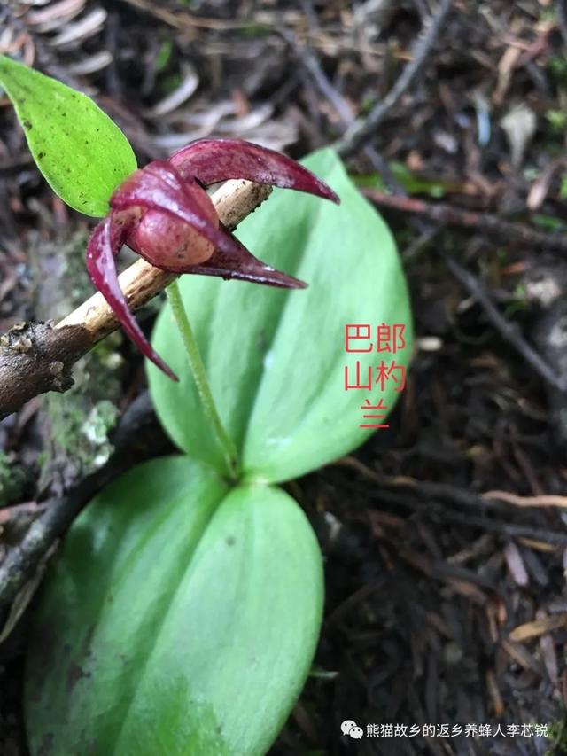 分析！四人不回头是什么意思“空谷幽兰”