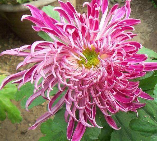 详情！冬天蟠龙卧“桃红柳绿”