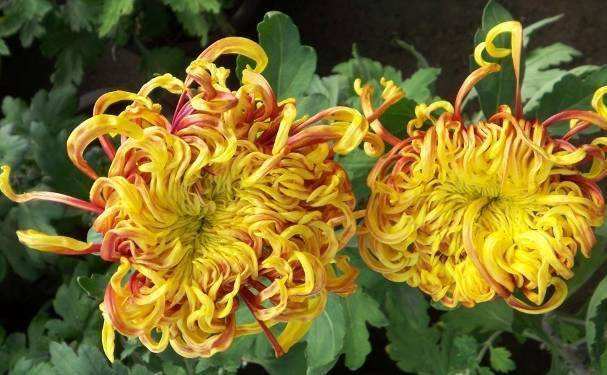 详情！冬天蟠龙卧“桃红柳绿”